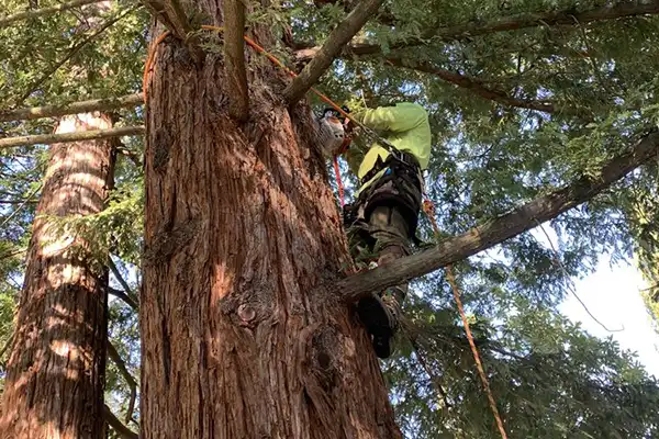 Tree Pruning Services