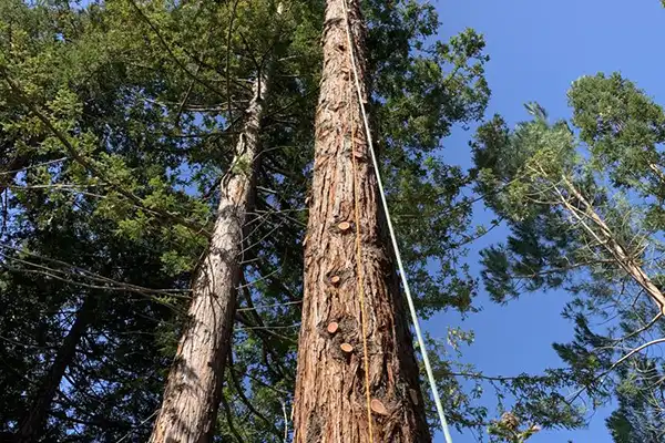 Tree Removal