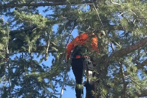 Tree Trimming Service