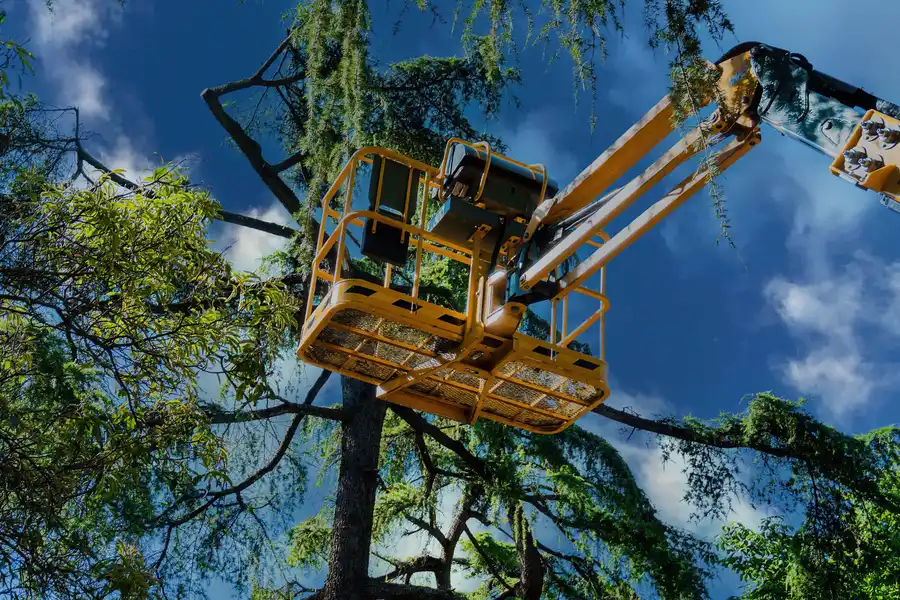 Affordable Tree Care Concord, CA Affordable Tree Care Concord, CA