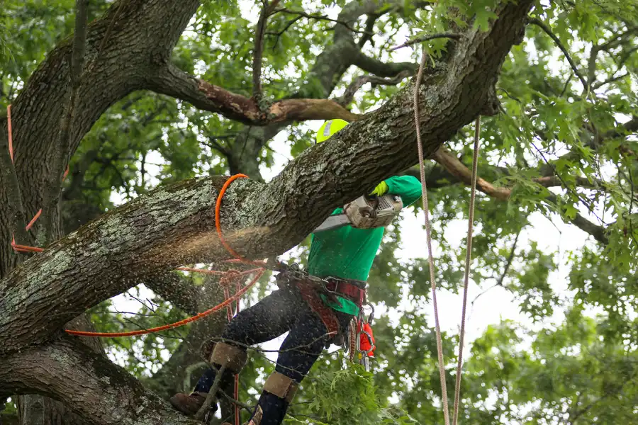 Excellent Tree Care Concord, CA Excellent Tree Care Concord, CA
