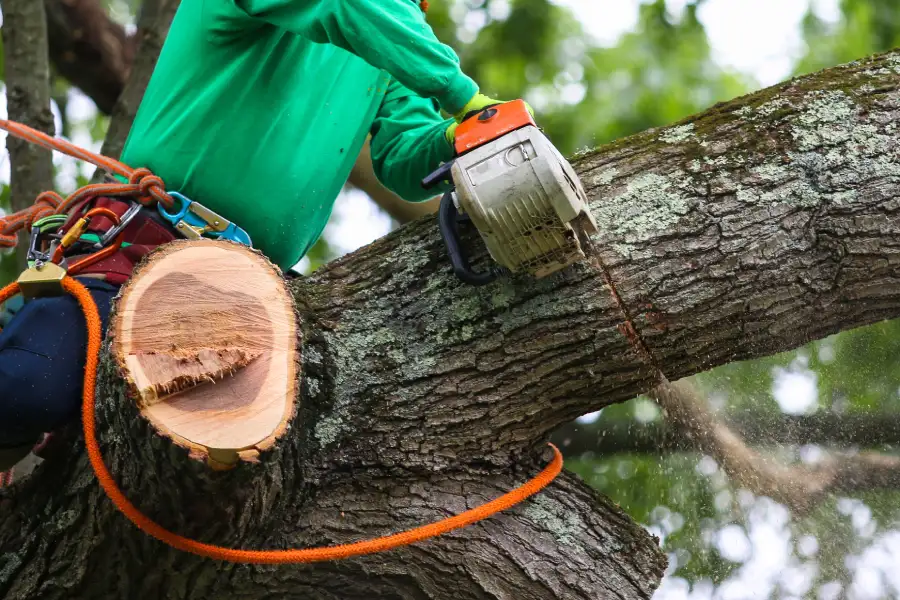 Experienced Tree Trimming Service Concord, CA Experienced Tree Trimming Service Concord, CA