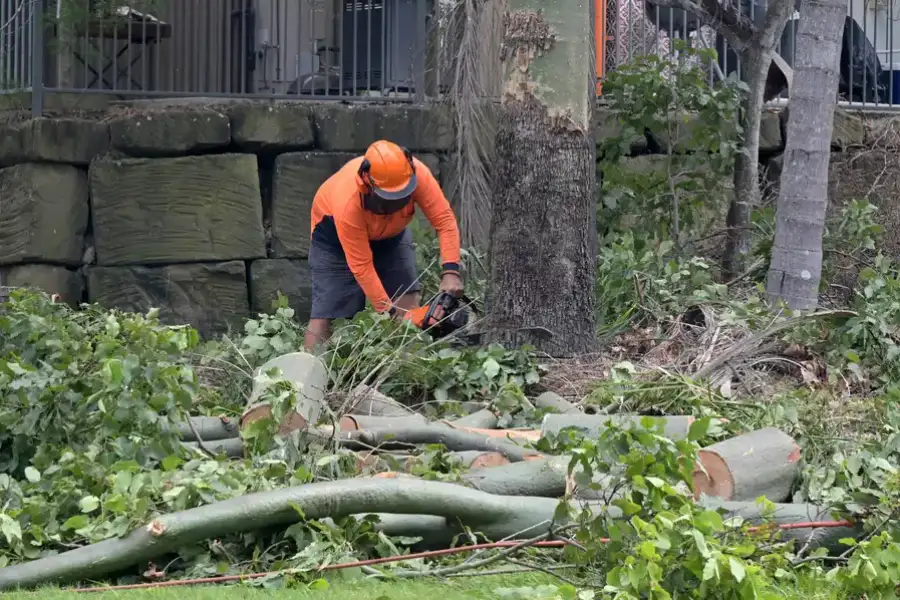 Expert Tree Removal Concord, CA Expert Tree Removal Concord, CA