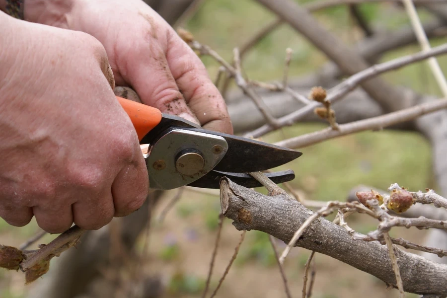 How Regular Tree Care Enhances Property Value Concord, CA How Regular Tree Care Enhances Property Value Concord, CA