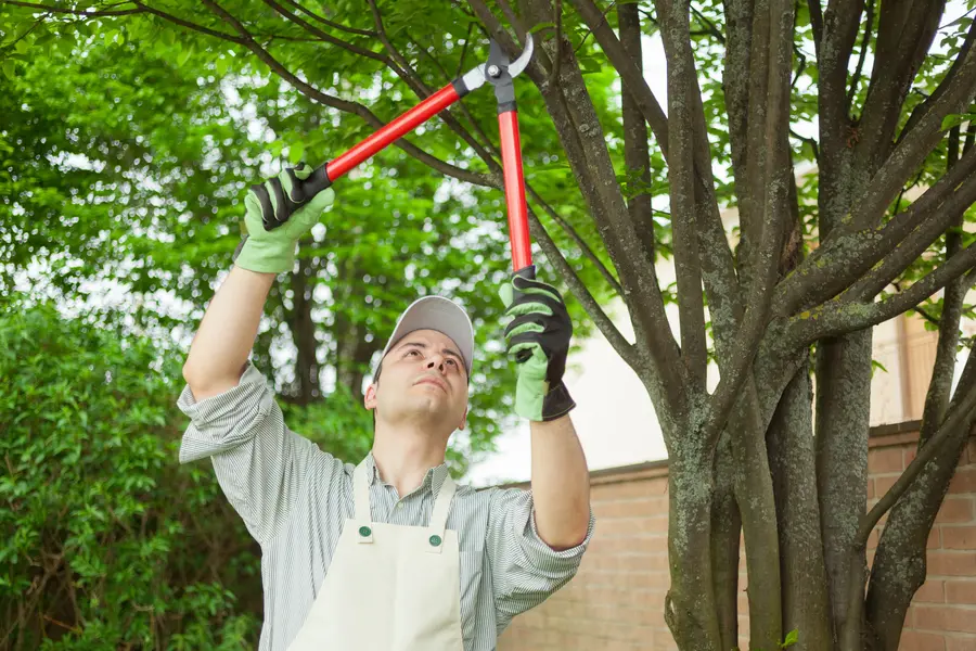 How Regular Tree Care Enhances Property Value in Concord, CA How Regular Tree Care Enhances Property Value in Concord, CA