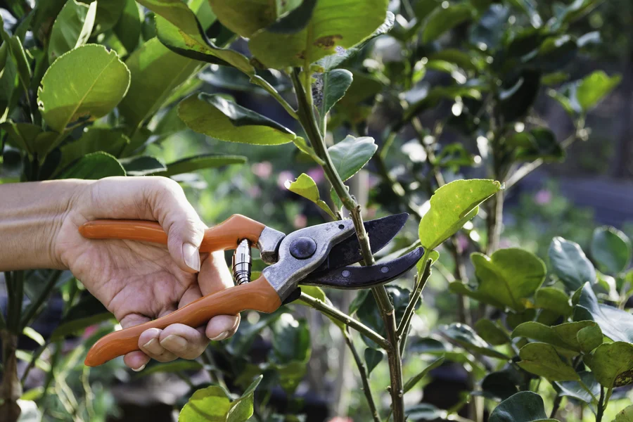How Tree Pruning Can Prevent Property Damage Concord, CA How Tree Pruning Can Prevent Property Damage Concord, CA
