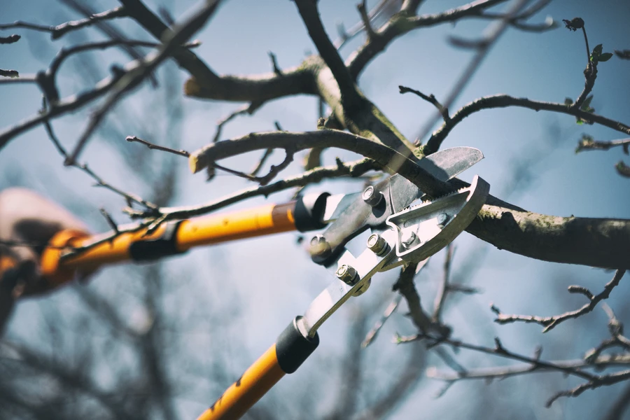 How Tree Pruning Can Prevent Property Damage in Concord, CA How Tree Pruning Can Prevent Property Damage in Concord, CA