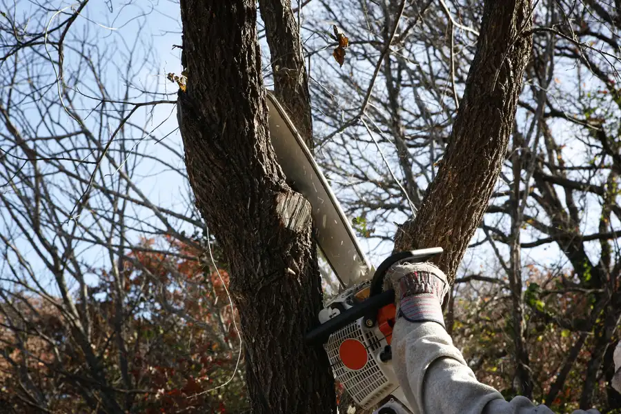 How Tree Services Improve Yard Safety Concord, CA How Tree Services Improve Yard Safety Concord, CA