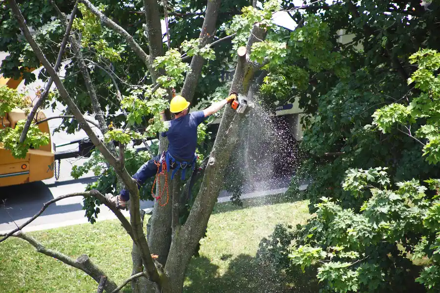 How Tree Services Improve Yard Safety in Concord, CA How Tree Services Improve Yard Safety in Concord, CA