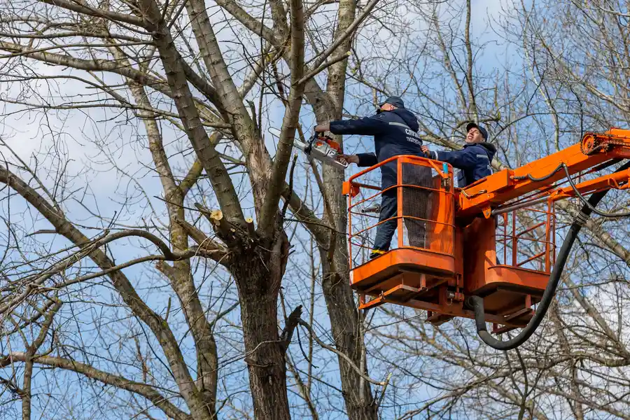 Local Tree Removal Concord, CA Local Tree Removal Concord, CA