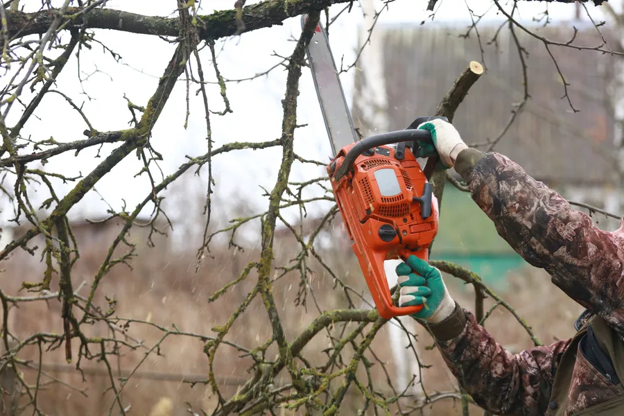Premium Tree Trimming Service Concord, CA Premium Tree Trimming Service Concord, CA
