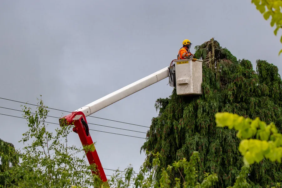 Professional Tree Care Concord, CA Professional Tree Care Concord, CA