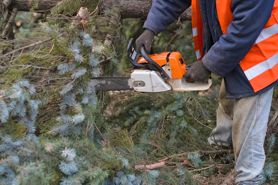 Quality Tree Removal Concord, CA Quality Tree Removal Concord, CA