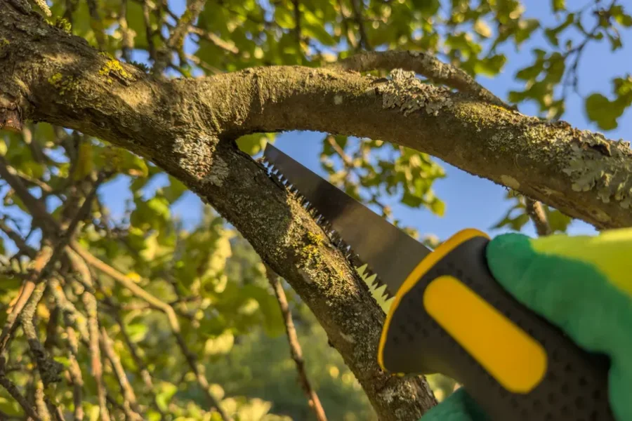 Reliable Tree Trimming Service Concord, CA Reliable Tree Trimming Service Concord, CA