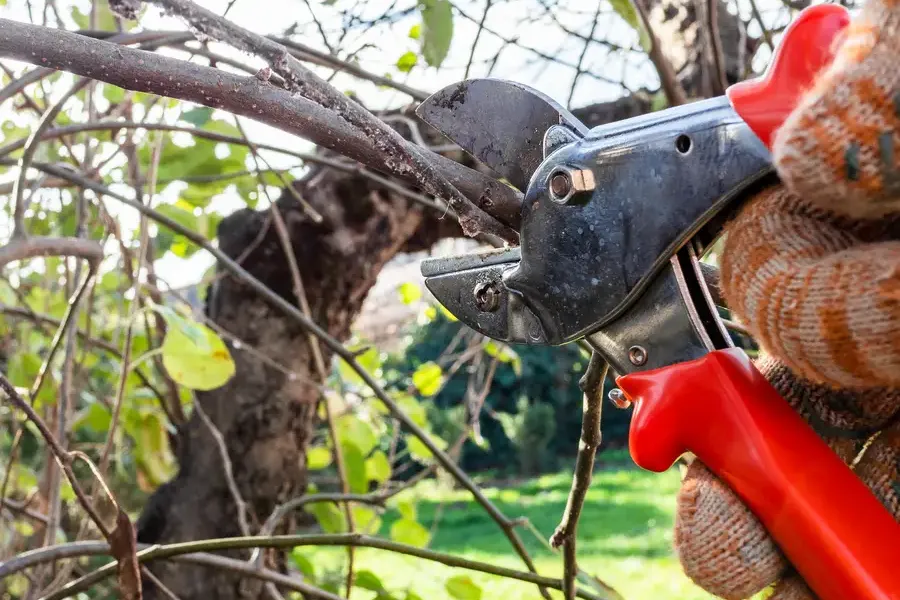 Reputable Tree Pruning Services Concord, CA Reputable Tree Pruning Services Concord, CA