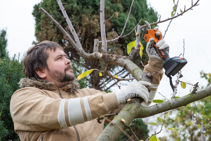 Superior Tree Pruning Services Concord, CA Superior Tree Pruning Services Concord, CA