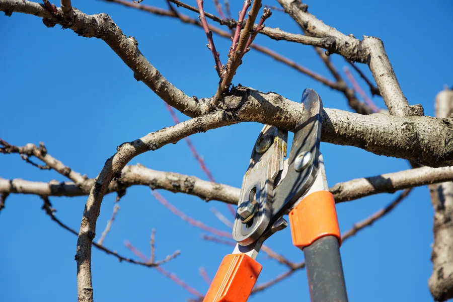 The Importance Of Timely Tree Pruning For Homeowners Concord, CA The Importance Of Timely Tree Pruning For Homeowners Concord, CA
