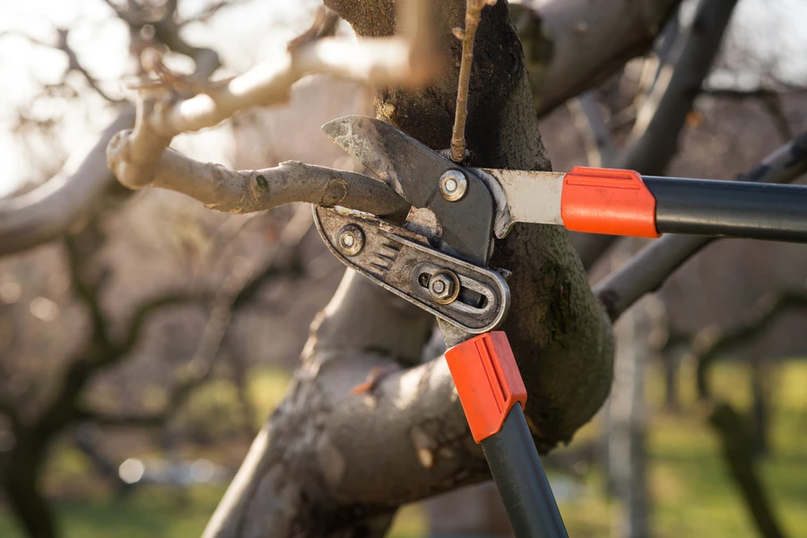 The Importance Of Timely Tree Pruning For Homeowners in Concord, CA The Importance Of Timely Tree Pruning For Homeowners in Concord, CA