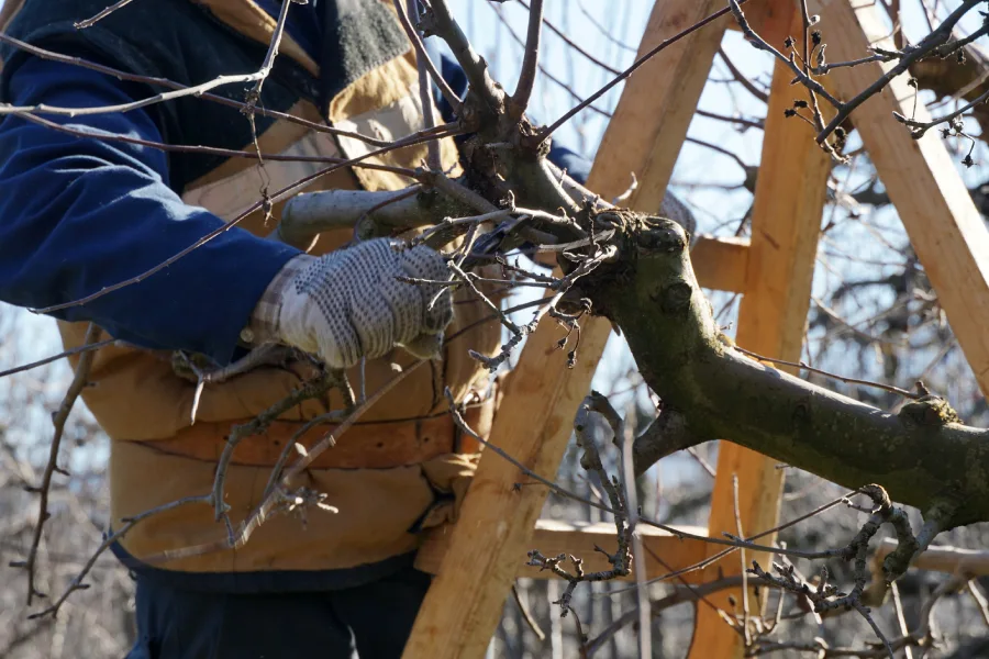 Top-rated Tree Pruning Services Concord, CA Top-rated Tree Pruning Services Concord, CA