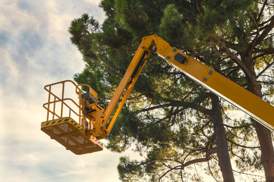 Tree Care Practices That Prevent Disease Spread Concord, CA Tree Care Practices That Prevent Disease Spread Concord, CA