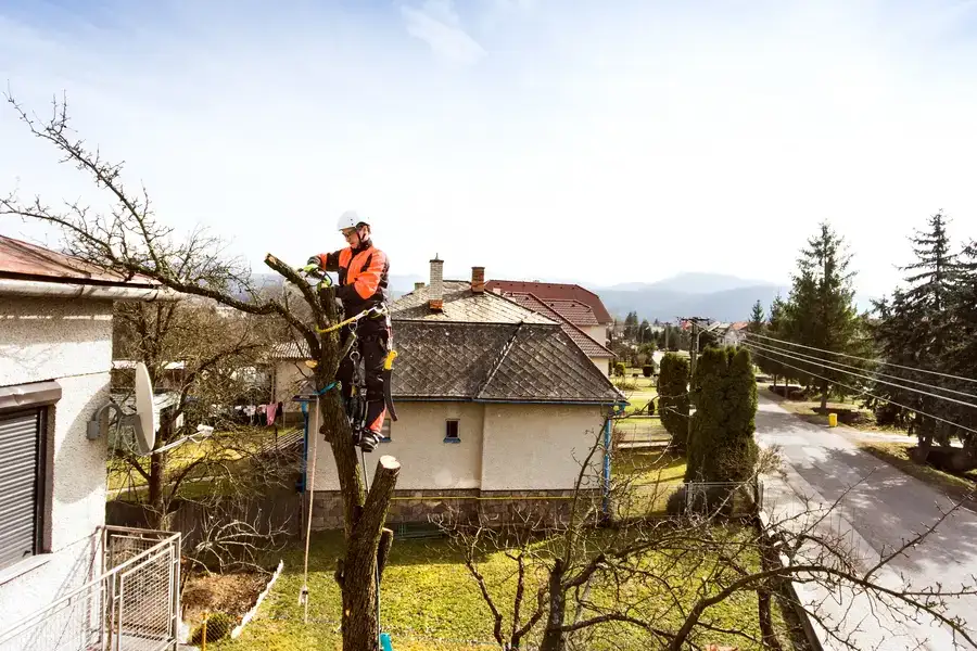 Tree Care Practices That Prevent Disease Spread in Concord, CA Tree Care Practices That Prevent Disease Spread in Concord, CA