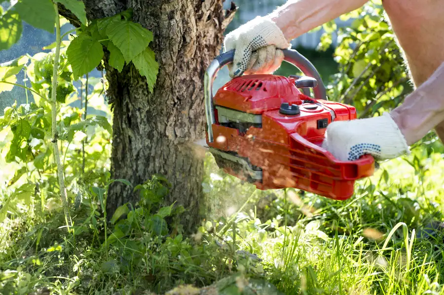 Understanding Permits For Tree Removal Services in Concord, CA Understanding Permits For Tree Removal Services in Concord, CA