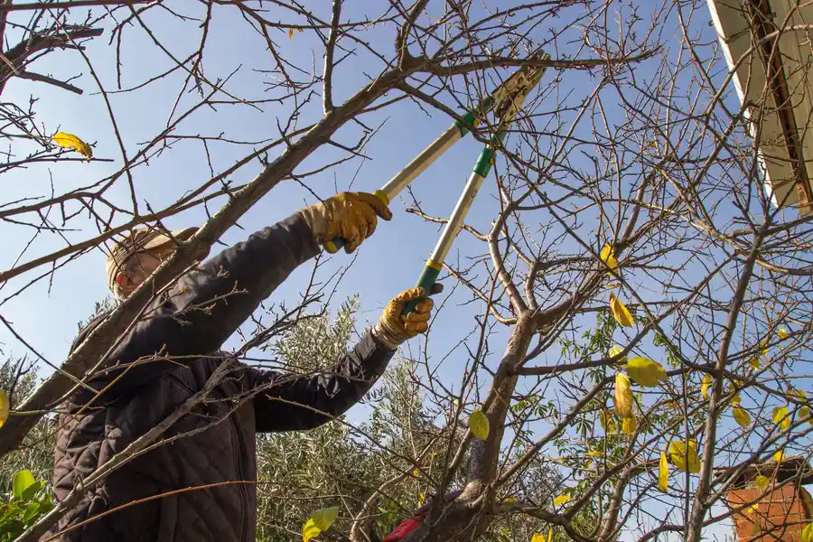 When To Schedule Tree Trimming Concord, CA When To Schedule Tree Trimming Concord, CA