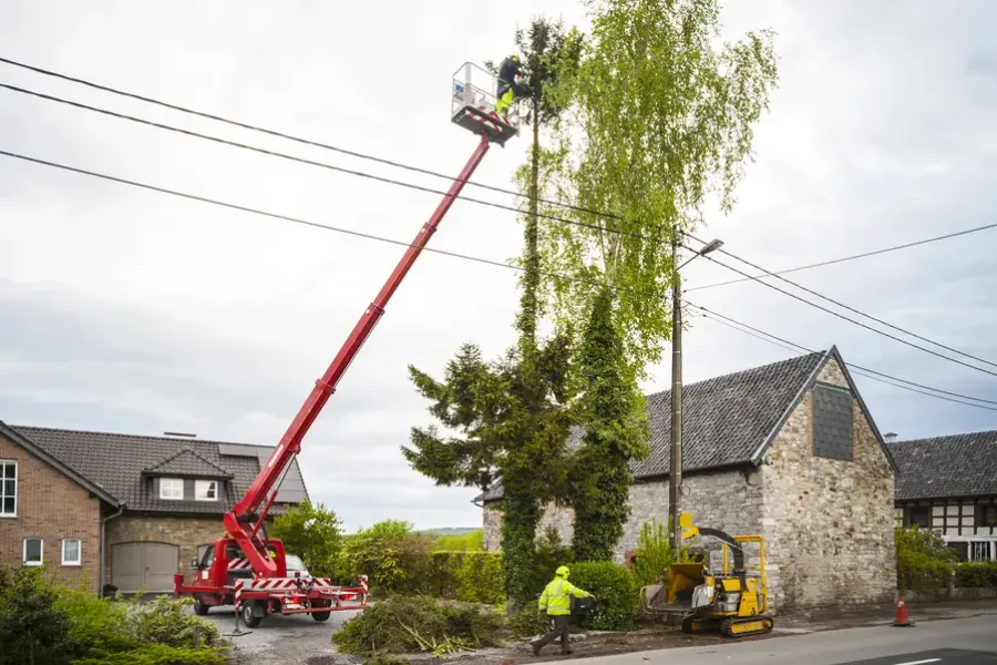 When To Schedule Tree Trimming in Concord, CA When To Schedule Tree Trimming in Concord, CA