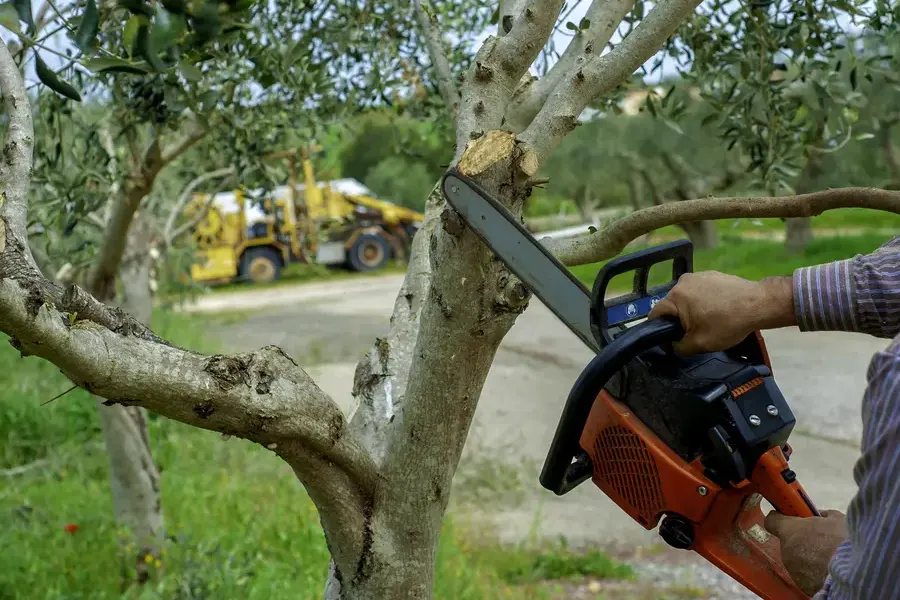 Why Regular Trimming Prevents Hazards Concord, CA Why Regular Trimming Prevents Hazards Concord, CA